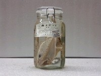 藏品(棘茄魚)的圖片